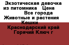 Экзотическая девочка из питомника › Цена ­ 25 000 - Все города Животные и растения » Кошки   . Краснодарский край,Горячий Ключ г.